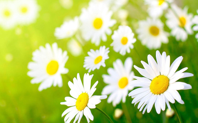 Daisies grass sunshine blurry background free wallpaper - medium preview image