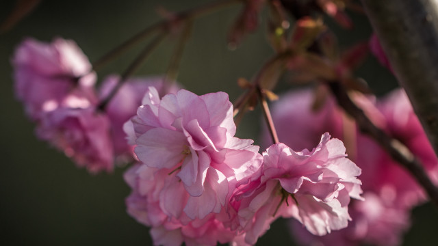 Pink flower branch bokeh spring free wallpaper - medium preview image