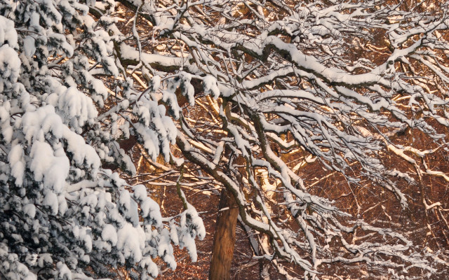Snowboarder woods snow arts crafts free wallpaper - medium preview image