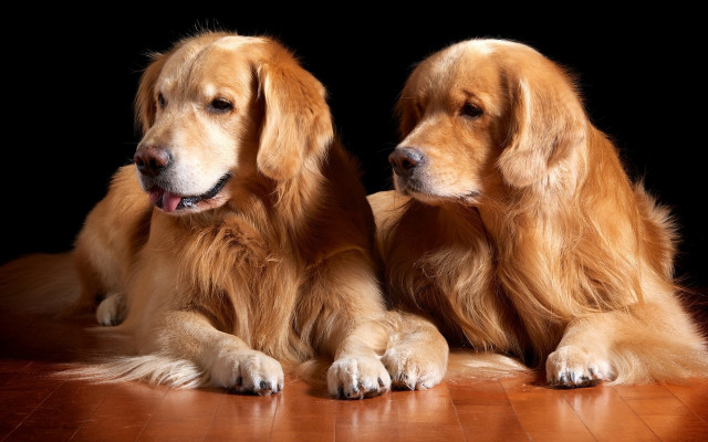 Two dogs glamor pose jigsaw free wallpaper - medium preview image