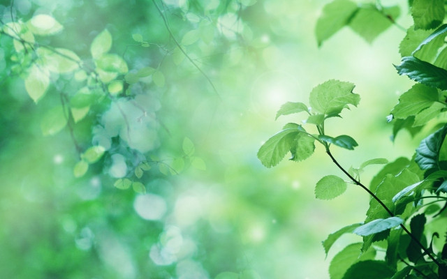 Green leafy tree blurry background free wallpaper - medium preview image