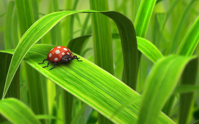 Ladybug green leaf grass bokeh #2 free wallpaper - medium preview image
