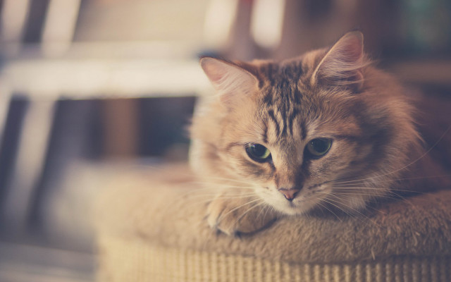 Sad cat on chair carlos free wallpaper - medium preview image