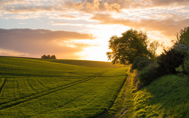 Sunset field path tree clouds free wallpaper - medium preview image