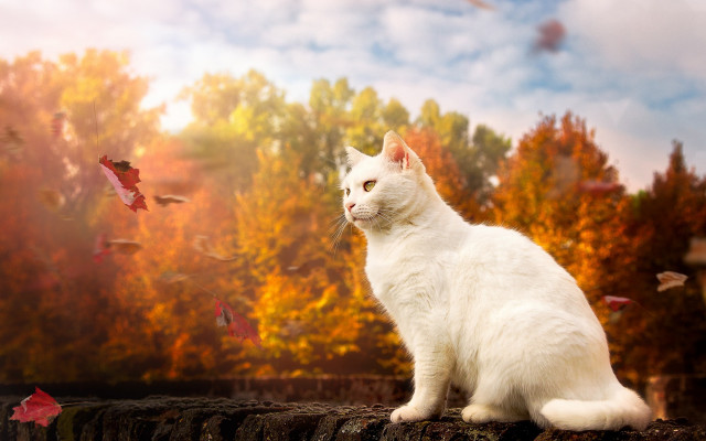 White cat wall trees flying free wallpaper - medium preview image