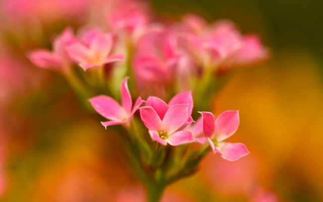 Pink flower bokeh macro impressionism free wallpaper - medium preview image