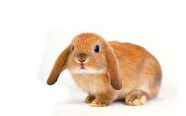 Small rabbit sitting white surface free wallpaper - medium preview image