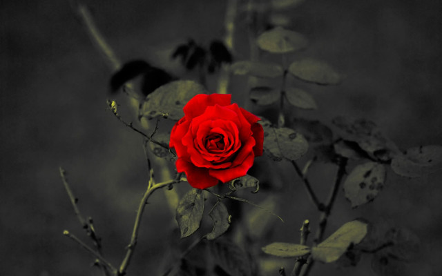 Red rose black white gothic free wallpaper - medium preview image