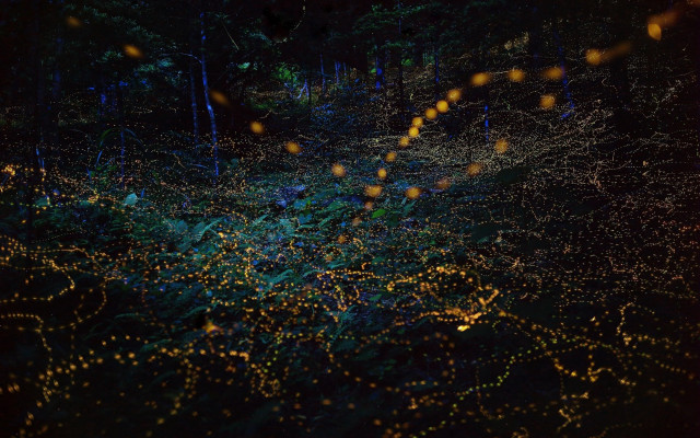 Blurry forest lights branches fireflies free wallpaper - medium preview image