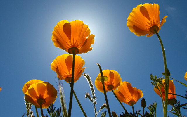 Yellow flowers sun blue sky free wallpaper - medium preview image