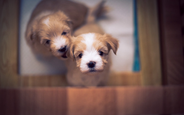 Puppies shiba inu wooden table free wallpaper - medium preview image