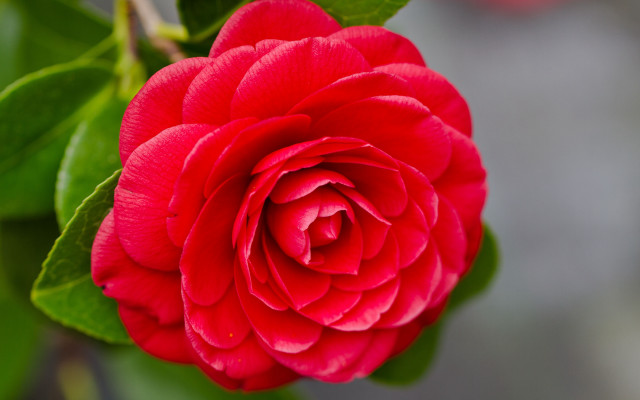 Red flower green leaves sunlight free wallpaper - medium preview image