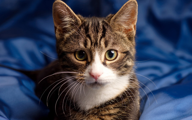 Sad cat blue blanket animal free wallpaper - medium preview image