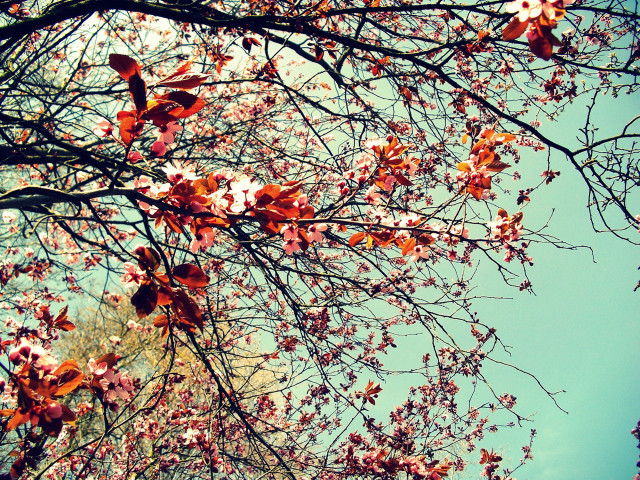 Tree flowers leaves blue sky free wallpaper - medium preview image