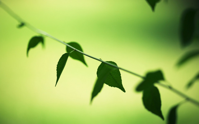Branch leaves green background macro free wallpaper - medium preview image