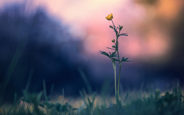 Flower field sunset blurry nature free wallpaper - medium preview image