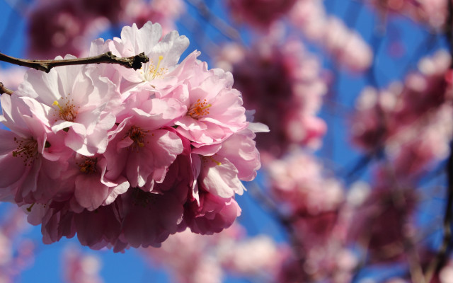 Pink flowers blue sky macro free wallpaper - medium preview image