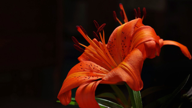 Flower macro dark background blurry free wallpaper - medium preview image