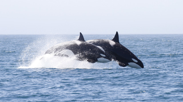 Whale jumping open mouth ocean free wallpaper - medium preview image