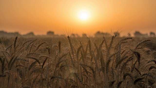 Wheat field sunset orange sky free wallpaper - medium preview image
