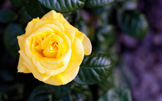 Yellow rose garden bokeh macro free wallpaper - medium preview image