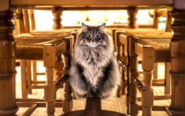 Cat bridge city sunset blurry free wallpaper - medium preview image