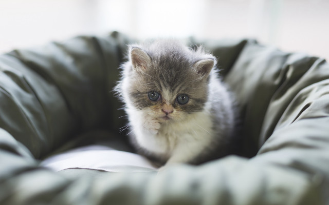 Kitten greenpetbed whitebackground window cute free wallpaper - medium preview image