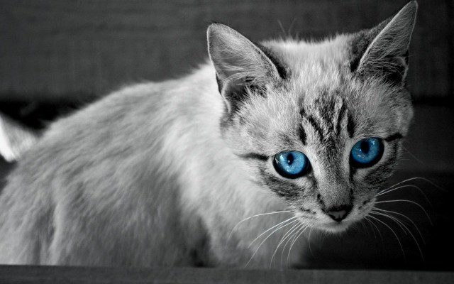 White cat blue eyes wolf free wallpaper - medium preview image