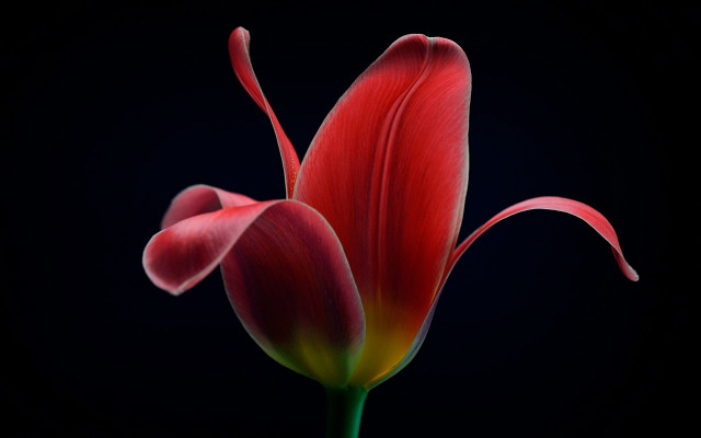 Red flower black background macro free wallpaper - medium preview image