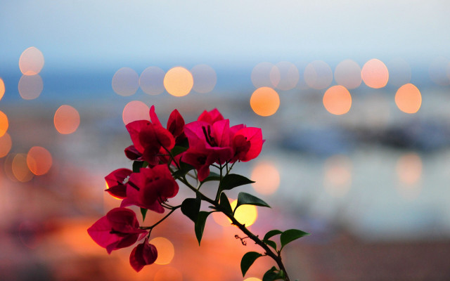 Red flower bokeh macro lens free wallpaper - medium preview image