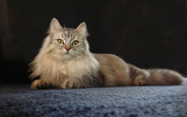 Fluffy cat regal sumatraism marble free wallpaper - medium preview image