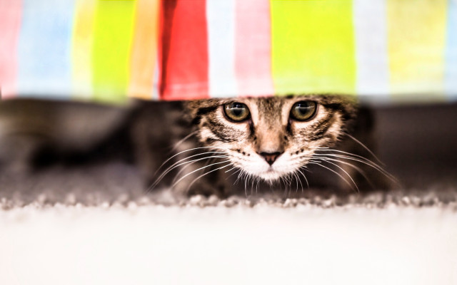 Cat hiding umbrella room blurry free wallpaper - medium preview image