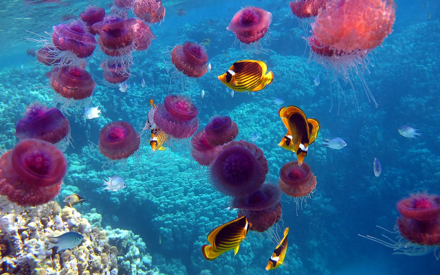 Jellyfish ocean fish coral ecological free wallpaper - medium preview image
