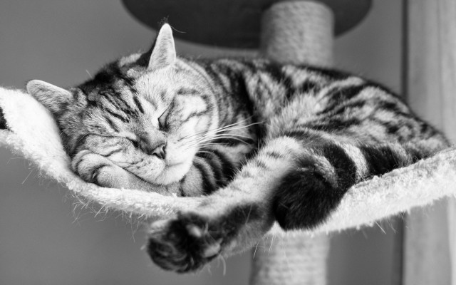 Cat sleeping scratching post blurry free wallpaper - medium preview image