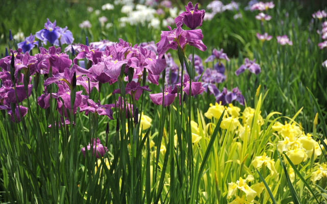 Flower field butterflies bee vivid free wallpaper - medium preview image