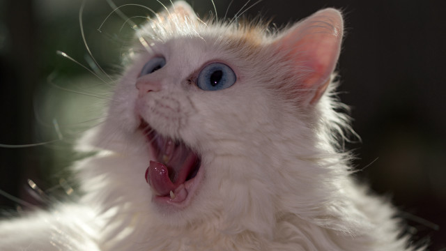 White cat blue eyes open free wallpaper - medium preview image