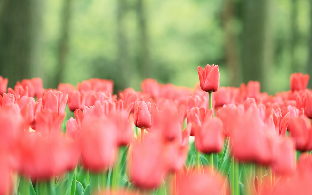 Red tulips bokeh garden blurry free wallpaper - medium preview image
