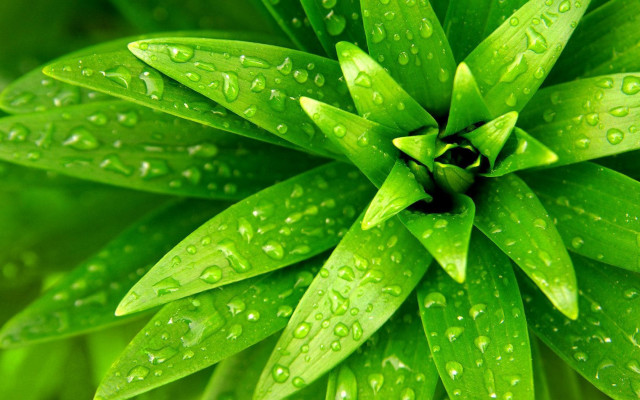 Green leaf water droplets macro #2 free wallpaper - medium preview image