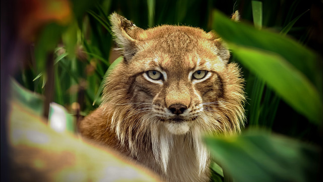 Cat blurry background foliage depth free wallpaper - medium preview image