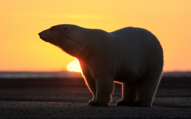 Polar bear beach sunset realistic free wallpaper - medium preview image