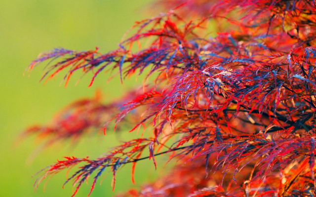 Tree red leaves autumn macro free wallpaper - medium preview image