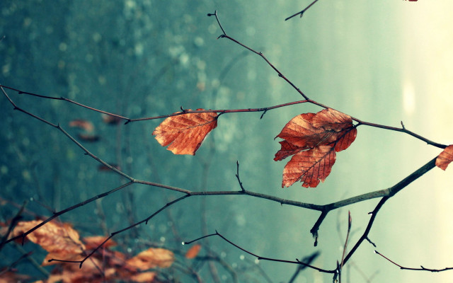 Branch leaves blurry water autumn free wallpaper - medium preview image