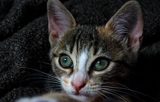 Sad cat green eyes laying free wallpaper - medium preview image