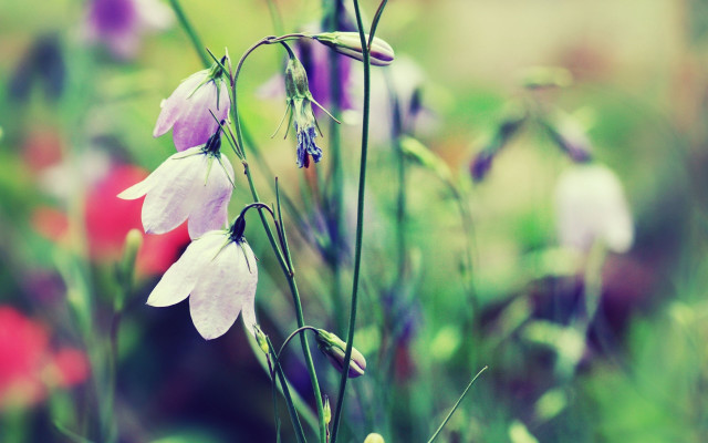 Flowers grass bokeh macro blur free wallpaper - medium preview image