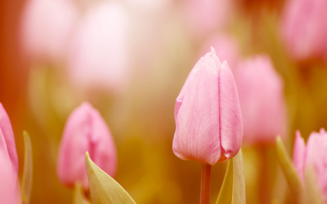 Pink flower closeup shallow depth free wallpaper - medium preview image