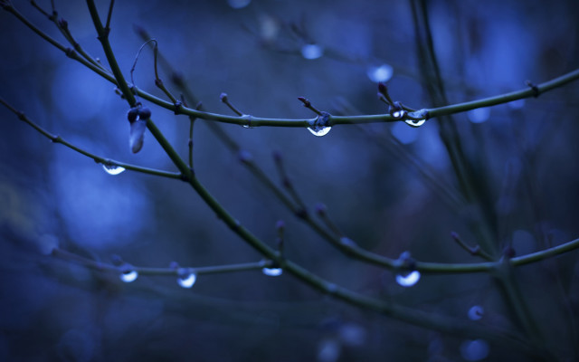 Tree branch water drops night free wallpaper - medium preview image