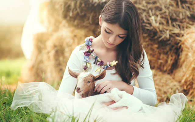 Woman white dress lamb hayfield free wallpaper - medium preview image