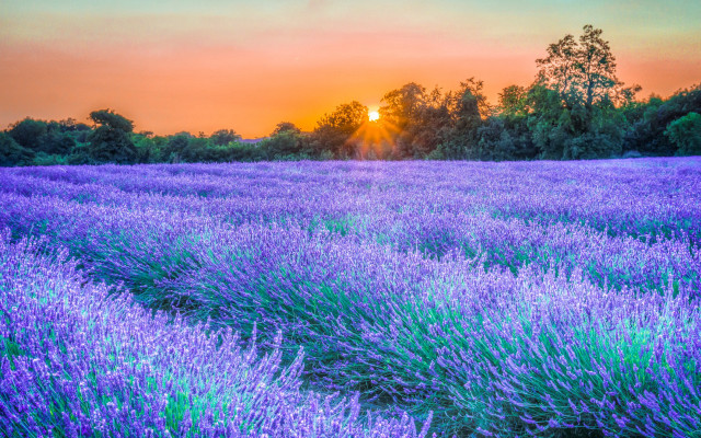 Lavender field sunset trees autumn #2 free wallpaper - medium preview image