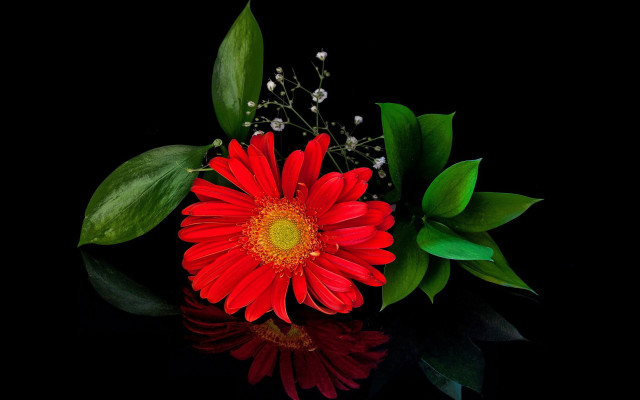 Red flower green leaves water #2 free wallpaper - medium preview image