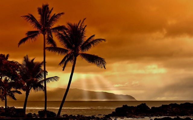 Palm trees beach cloudy sky free wallpaper - medium preview image